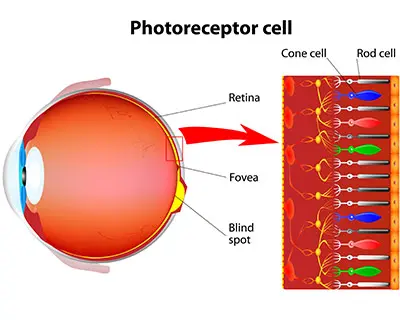 ../../_images/photoreceptors.webp